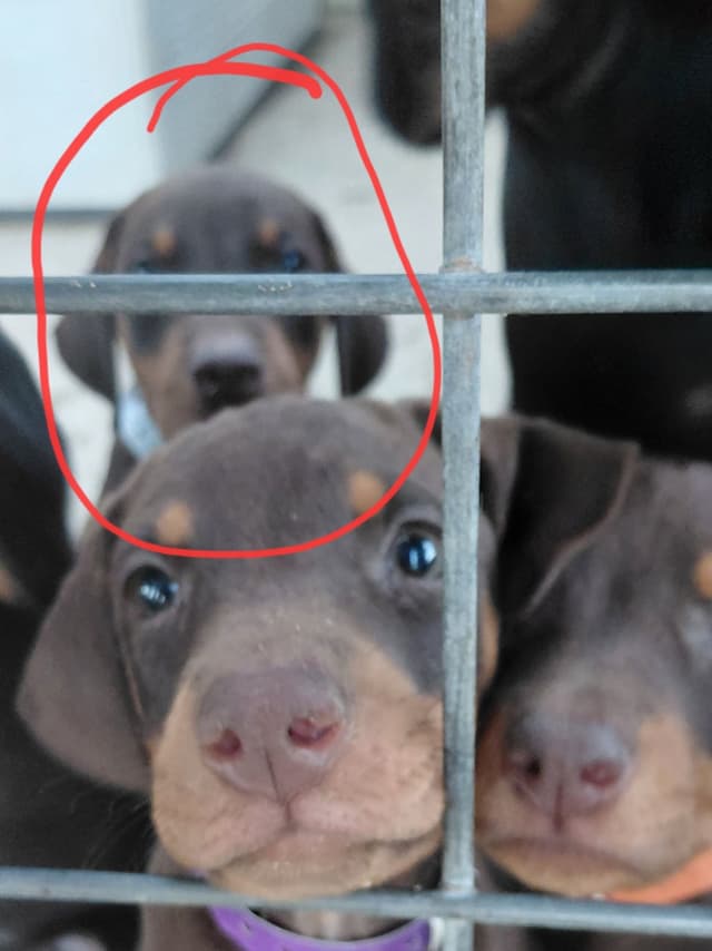 Doberman Pinscher Puppies media 4