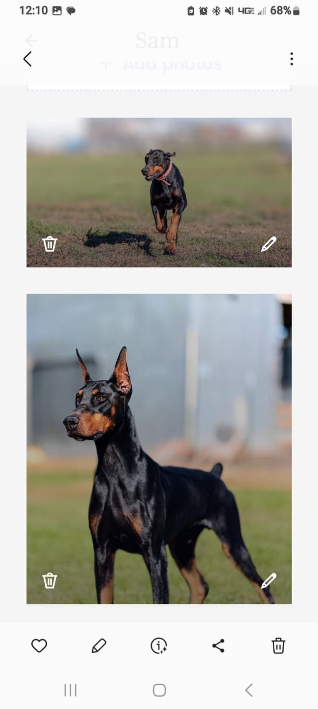 Doberman Pinscher Puppies media 5