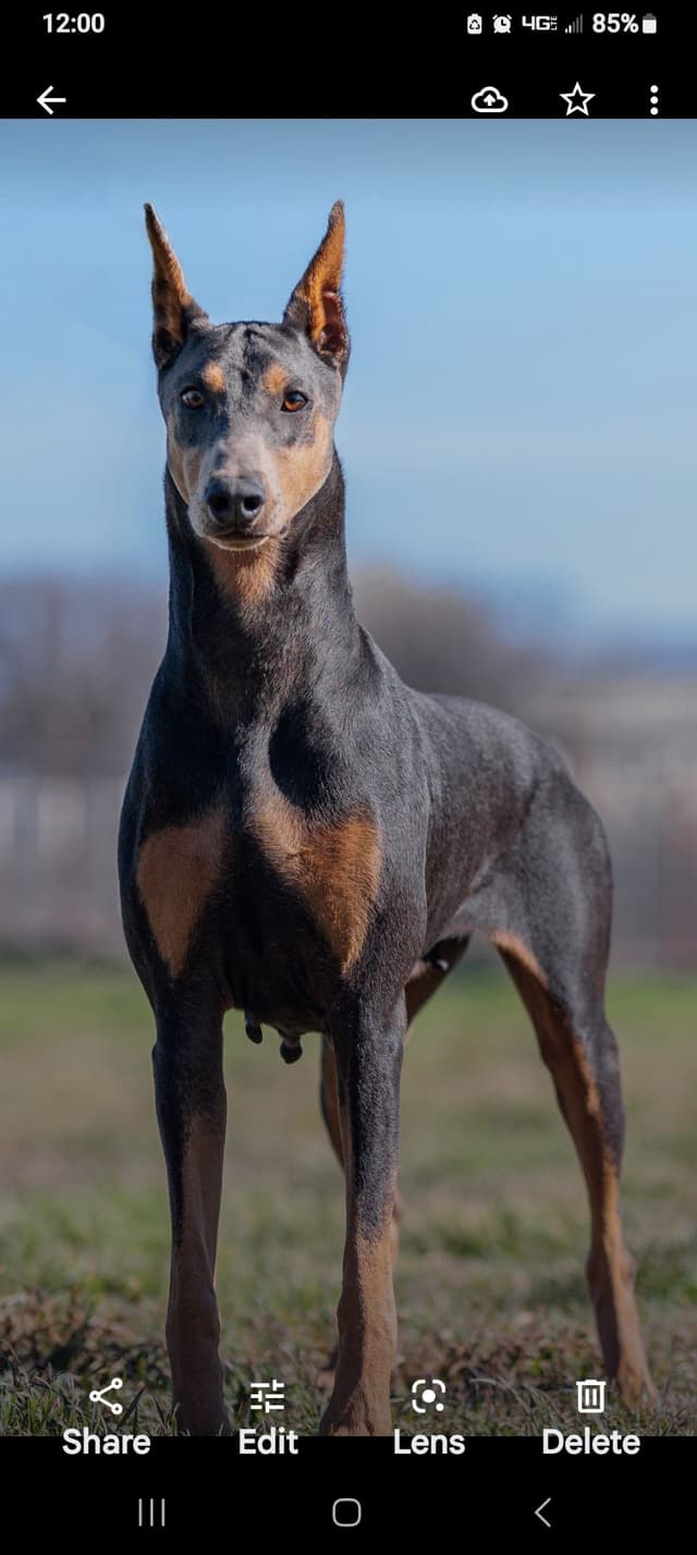 Doberman Pinscher Puppies media 6