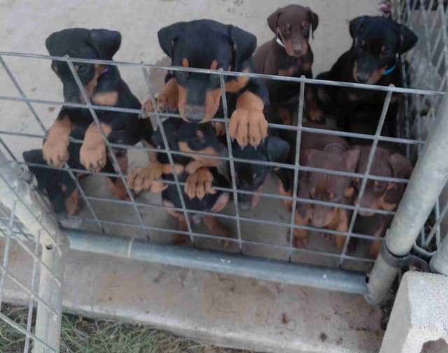 Doberman Pinscher Puppies media 7