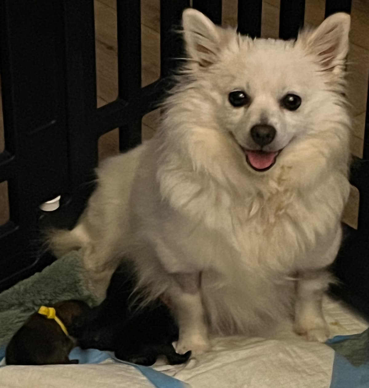 German Spitz Puppies breeder image 2