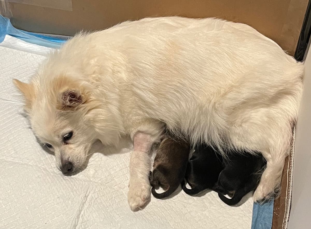 German Spitz Puppies breeder image 3