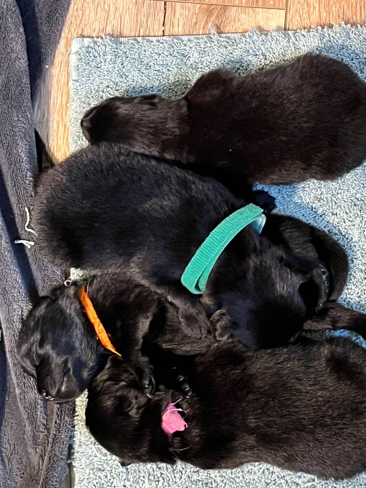 German Spitz Puppies breeder image 4