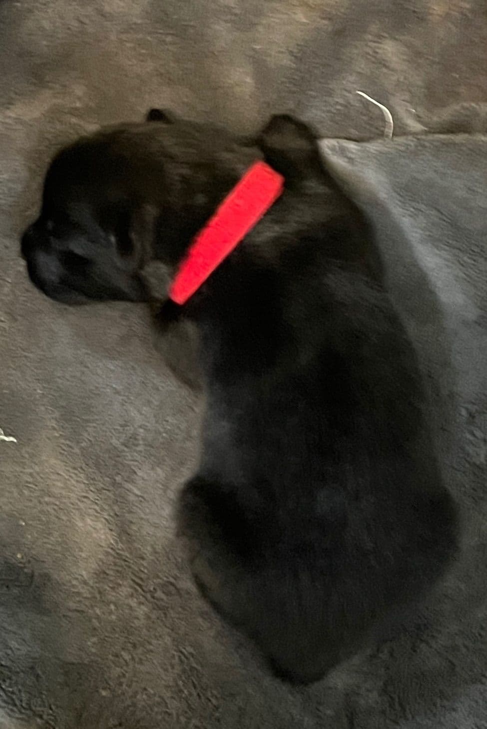 German Spitz Puppies breeder image 5