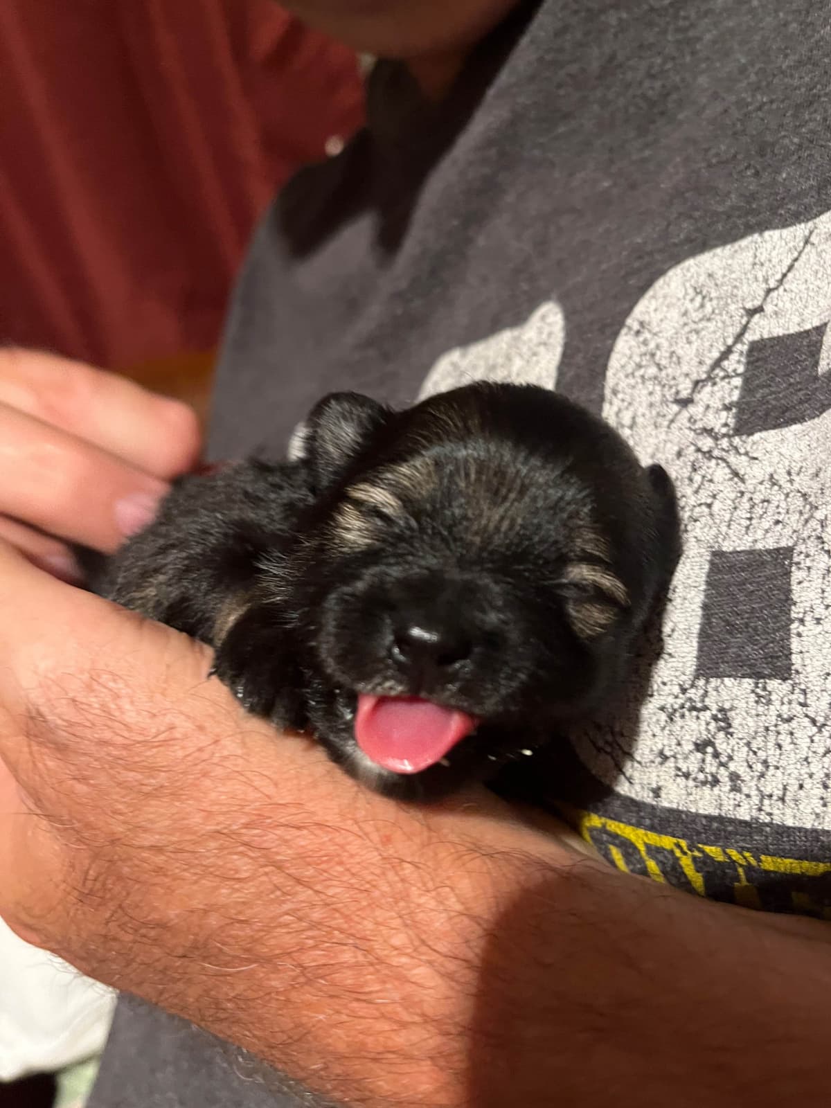 German Spitz Puppies breeder image 8