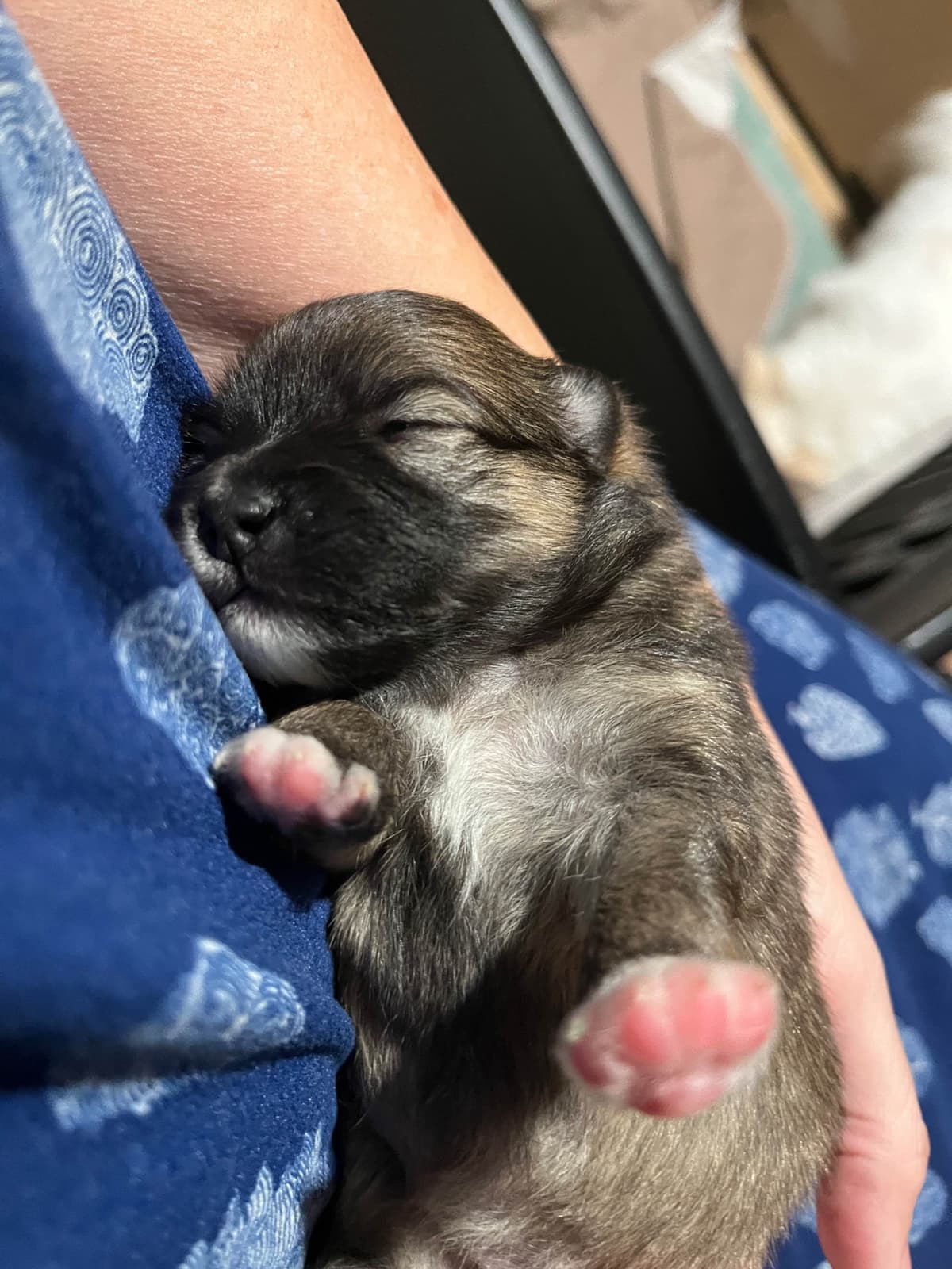 German Spitz Puppies breeder image 9
