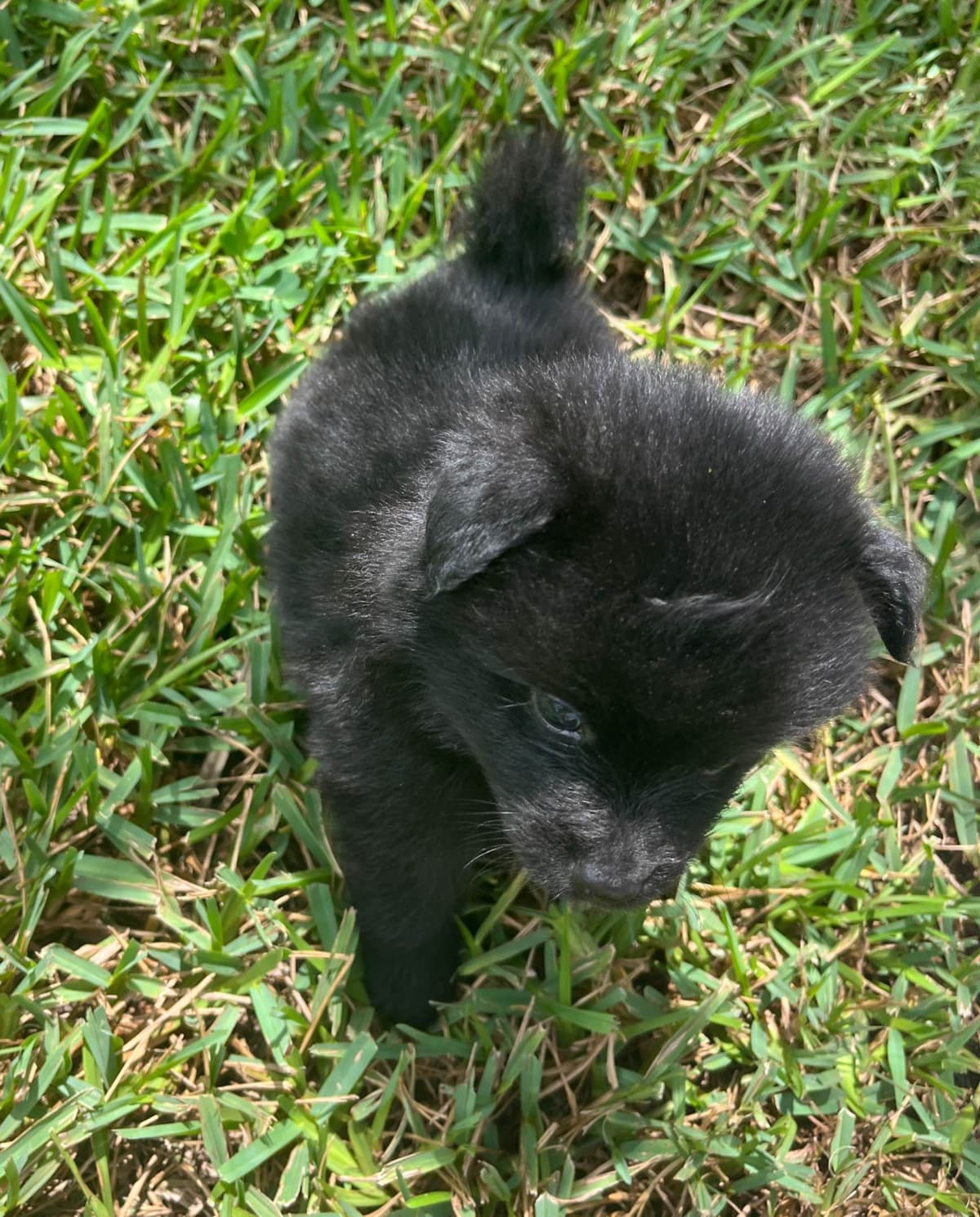 German Spitz Puppies breeder image 11