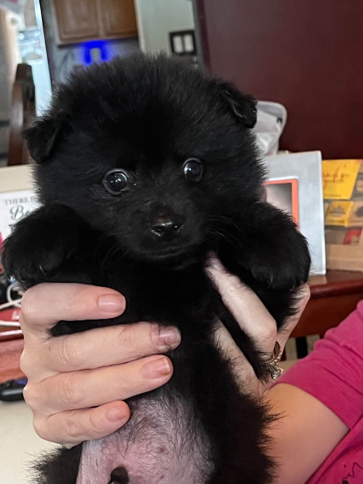 German Spitz Puppies breeder image 14