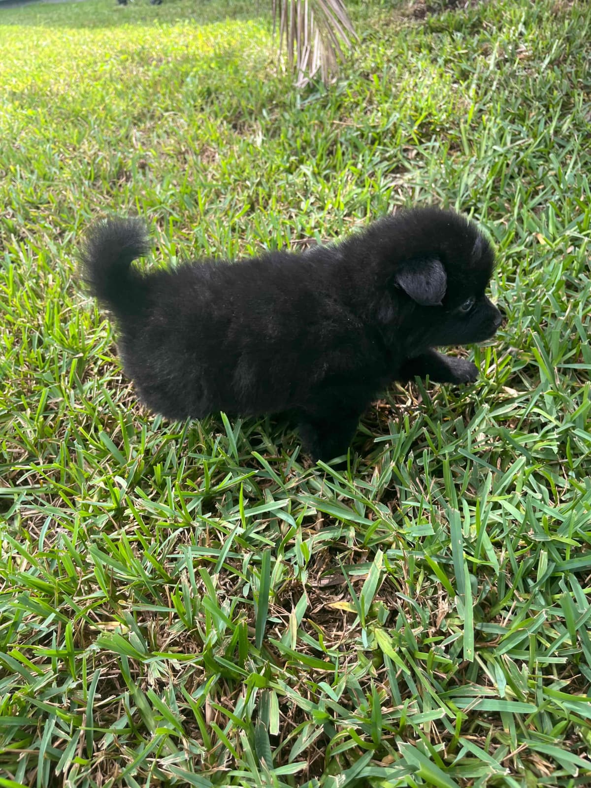German Spitz Puppies breeder image 16
