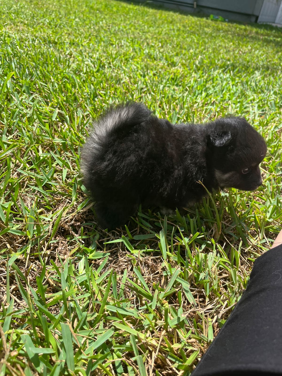 German Spitz Puppies breeder image 17