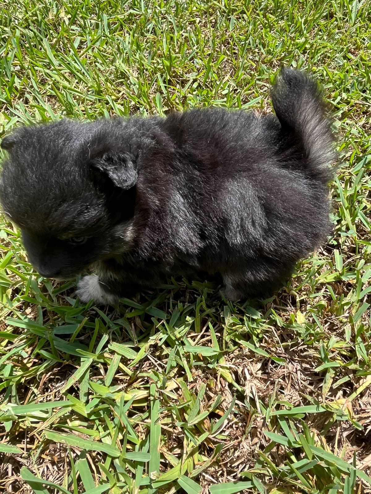 German Spitz Puppies breeder image 18