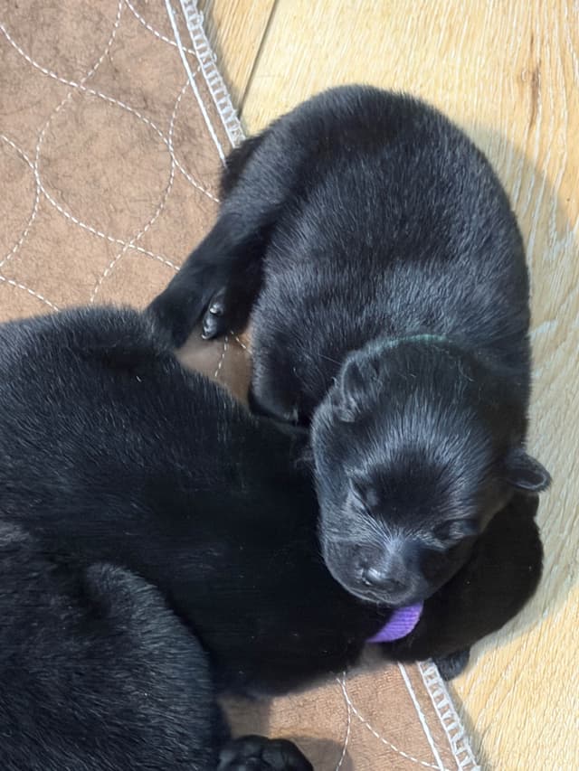 German Spitz Puppies media 3