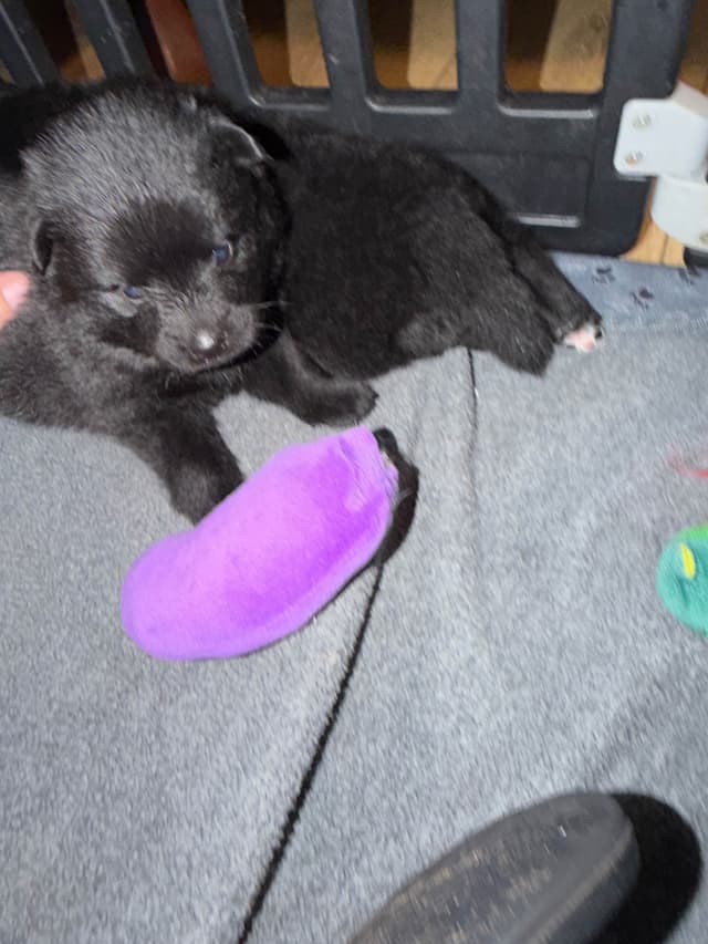 German Spitz Puppies media 4
