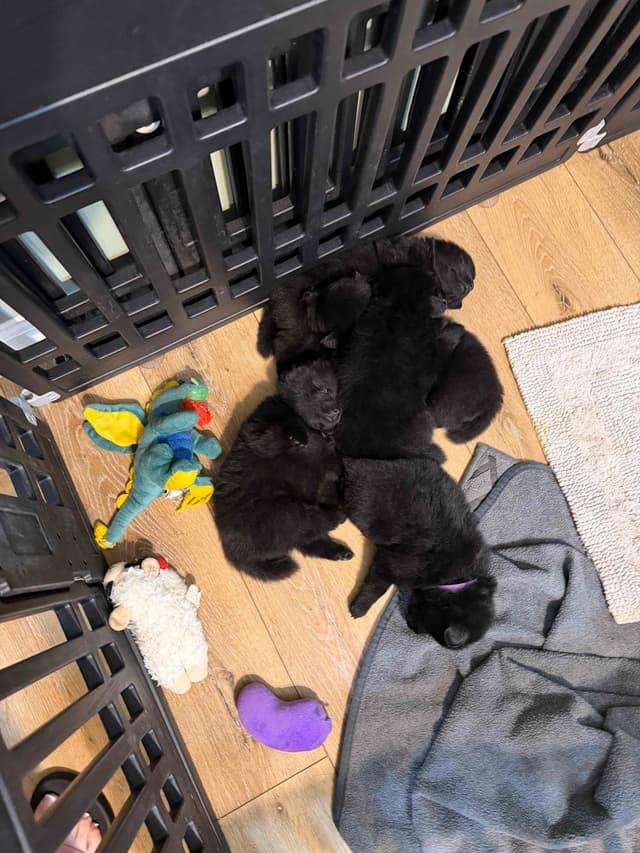 German Spitz Puppies media 5