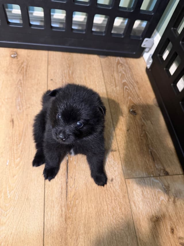 German Spitz Puppies media 9