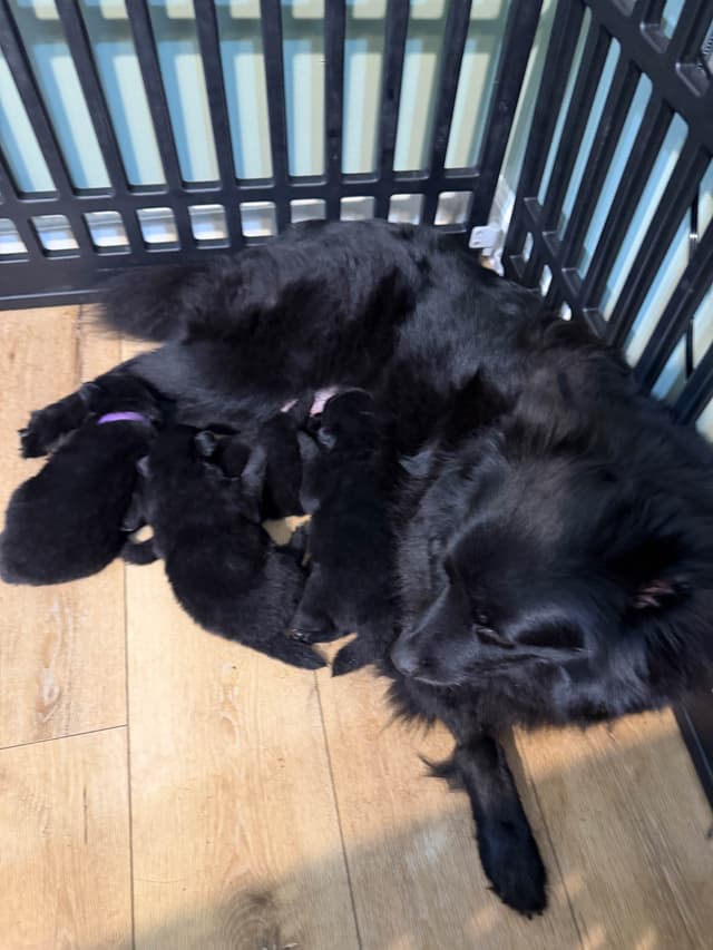 German Spitz Puppies media 6