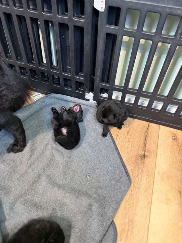 German Spitz Puppies media 7