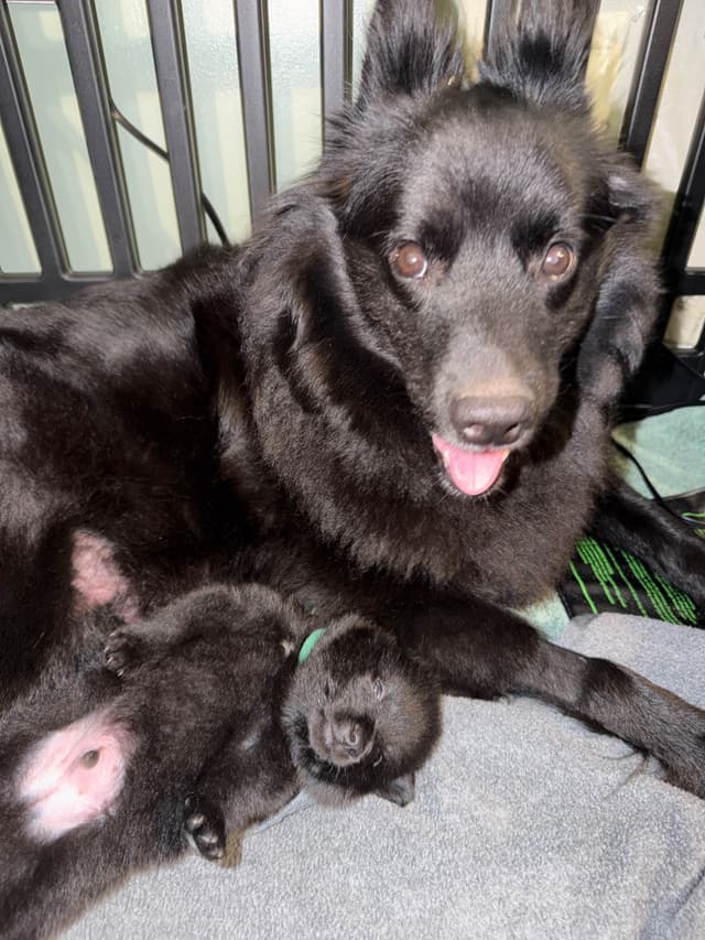 German Spitz Puppies media 8