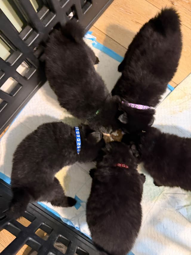 German Spitz Puppies media 10