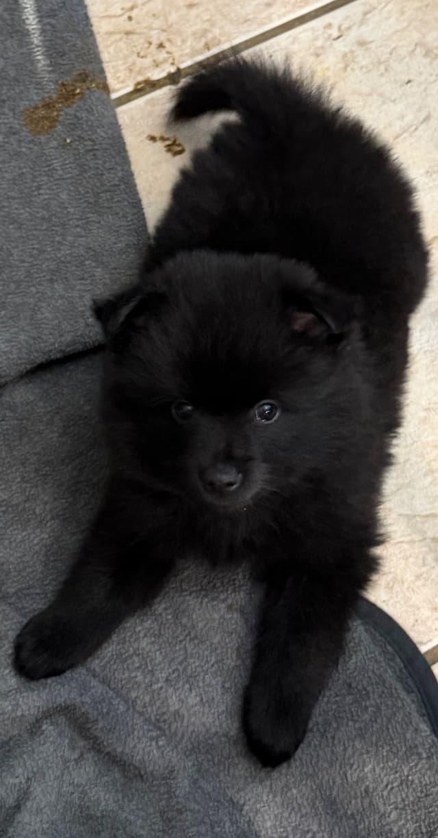 German Spitz Puppies media 11