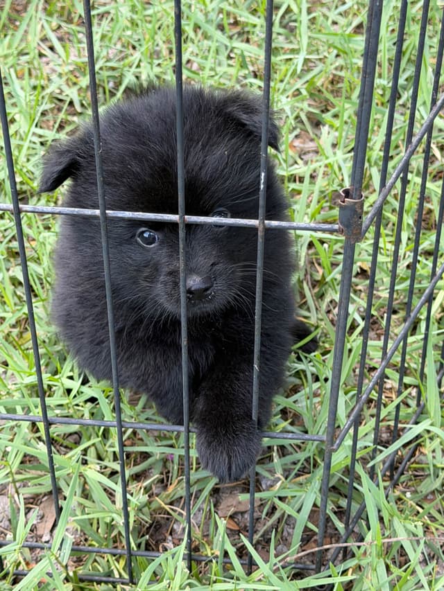 German Spitz Puppies media 13