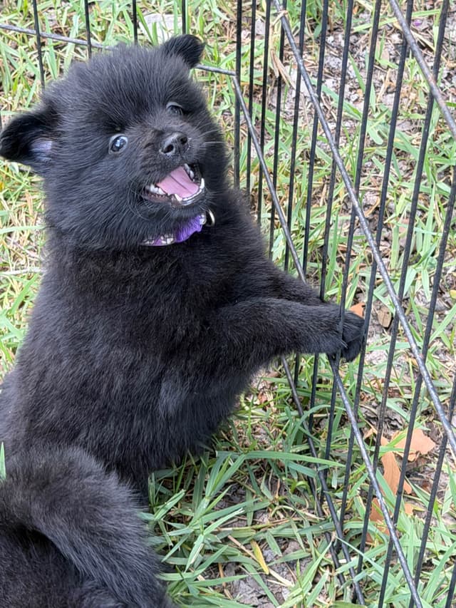 German Spitz Puppies media 12