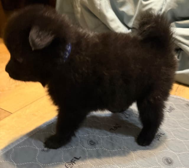 German Spitz Puppies media 14