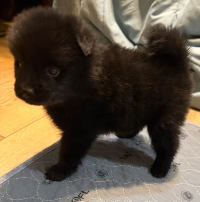 German Spitz Puppies media 17