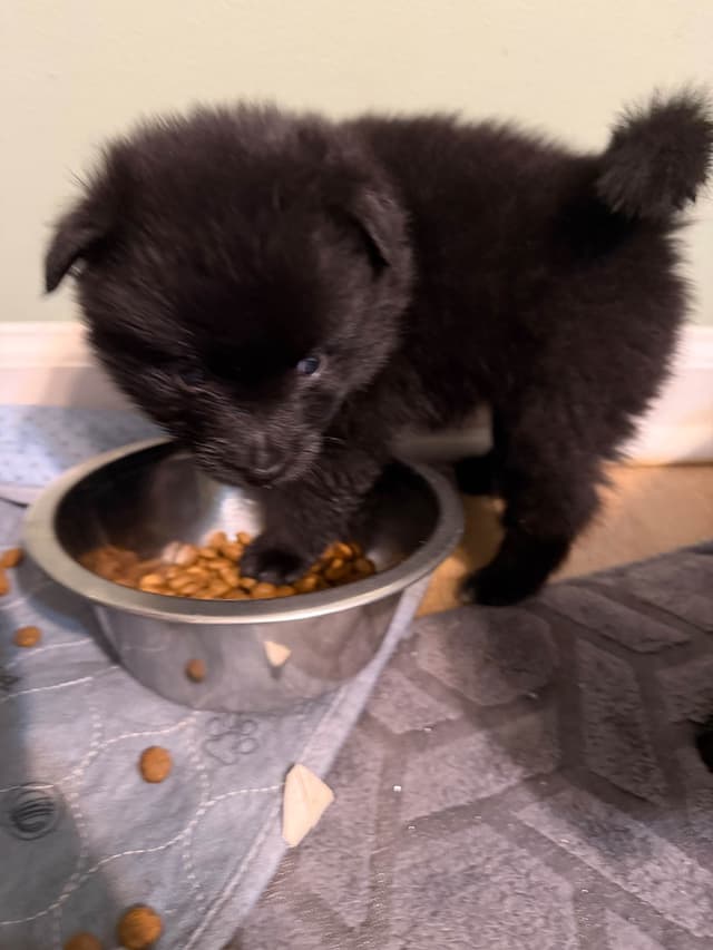 German Spitz Puppies media 15