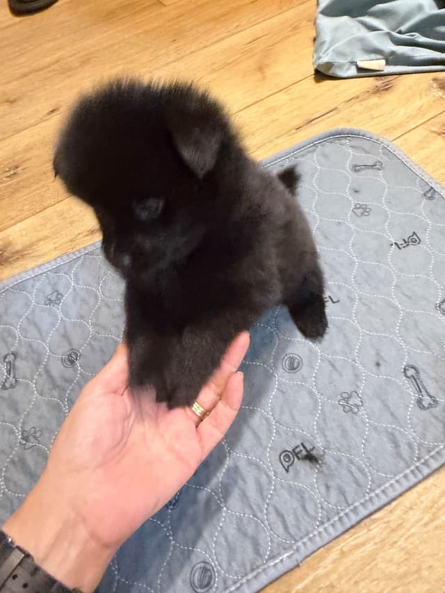 German Spitz Puppies media 16