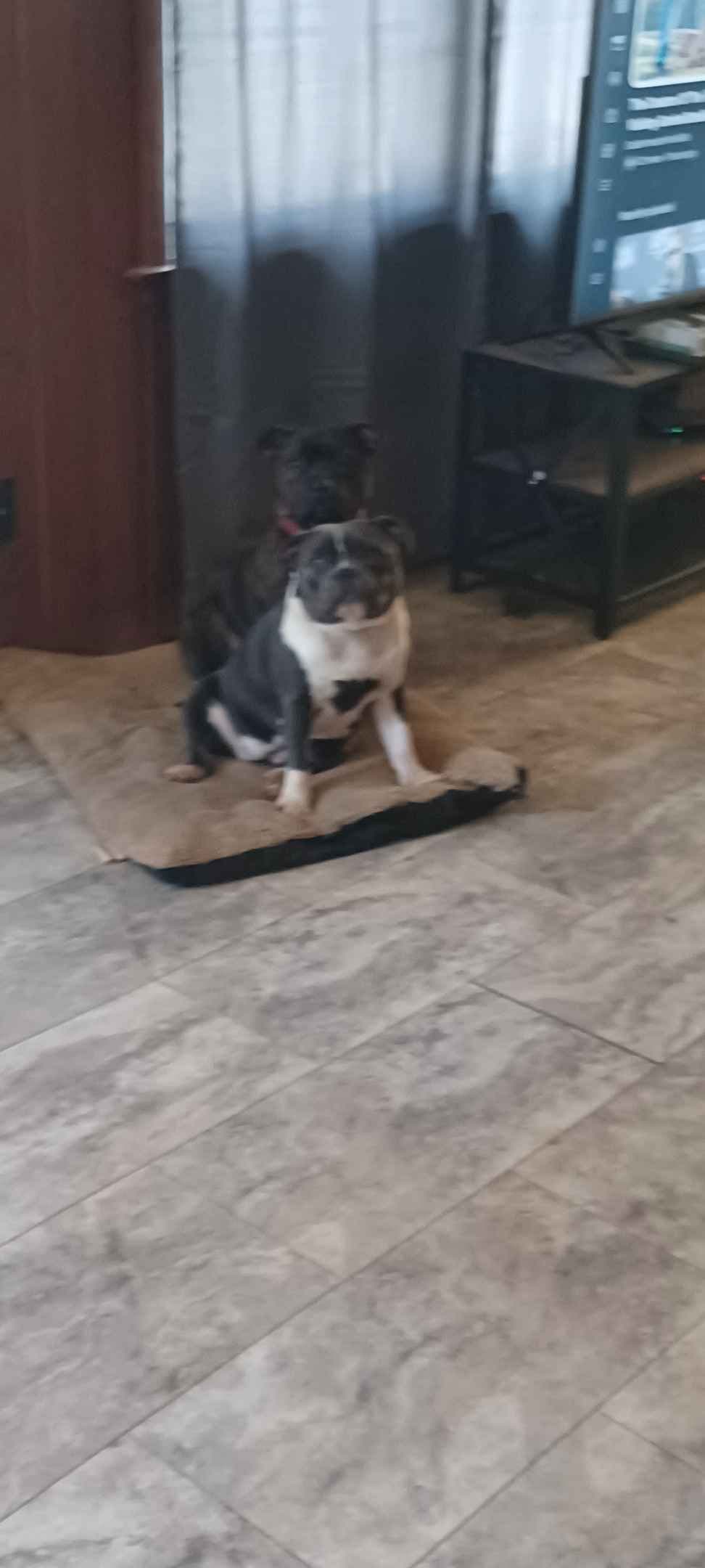 Top flight staffies breeder image 2