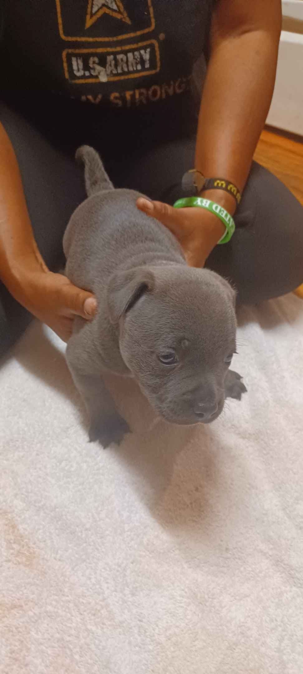 Top flight staffies breeder image 3
