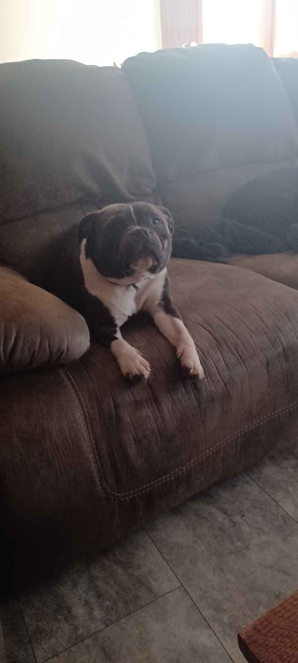 Top flight staffies breeder image 4