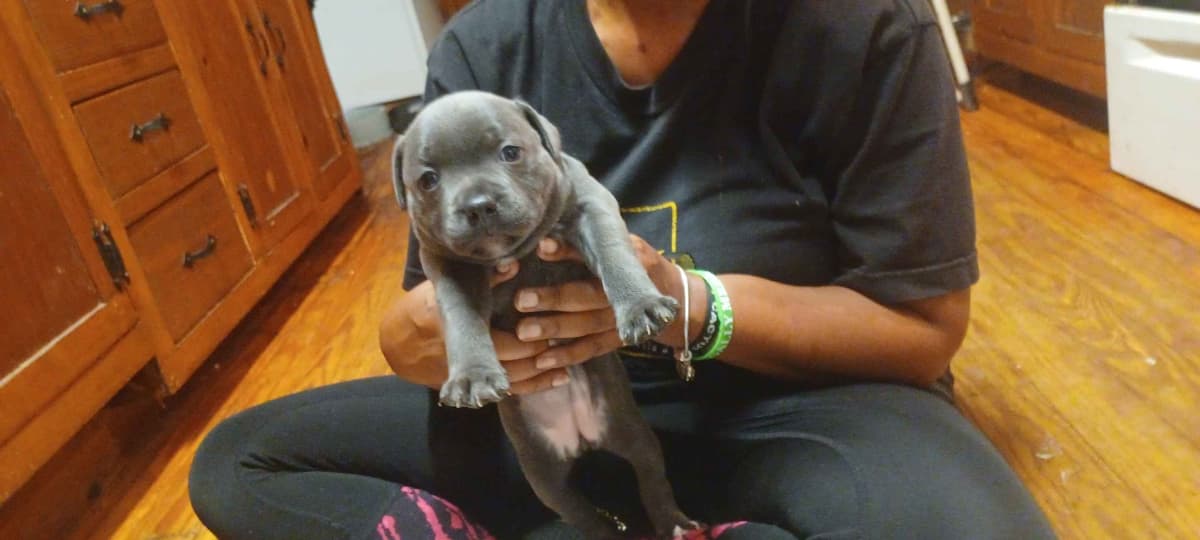 Top flight staffies breeder image 5