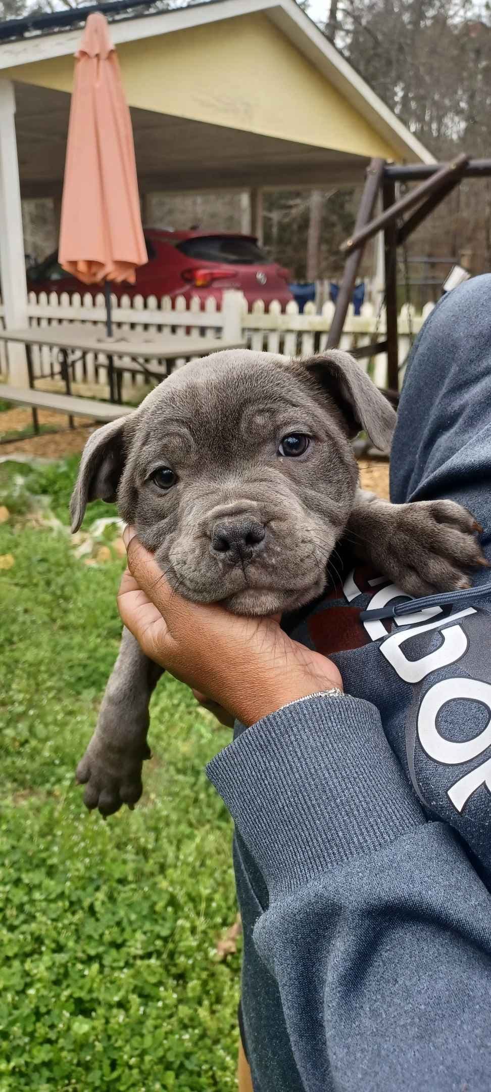 Top flight staffies breeder image 8