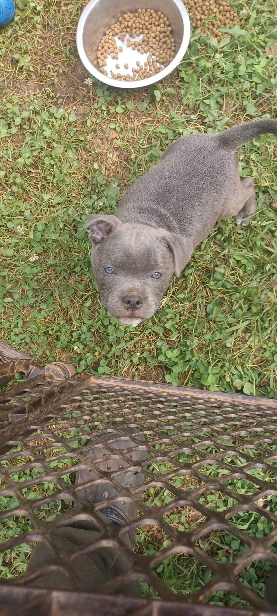 Top flight staffies breeder image 9