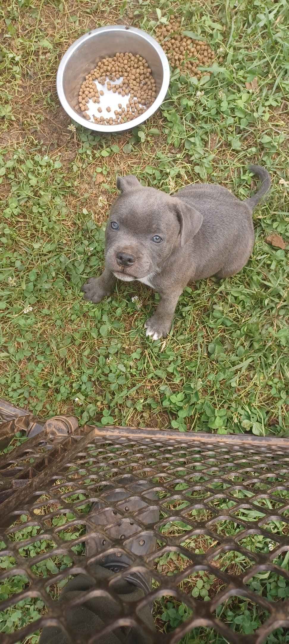Top flight staffies breeder image 10