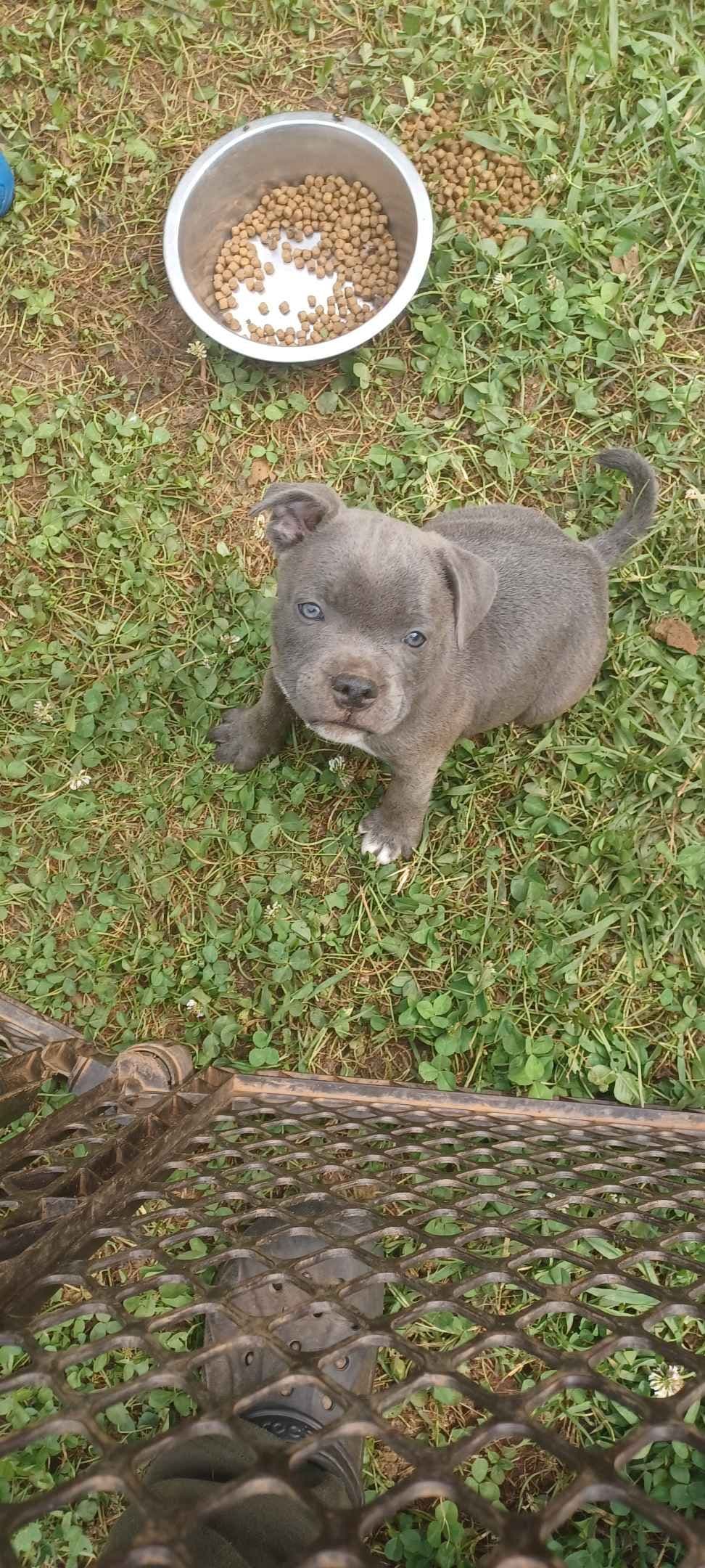 Top flight staffies breeder image 11