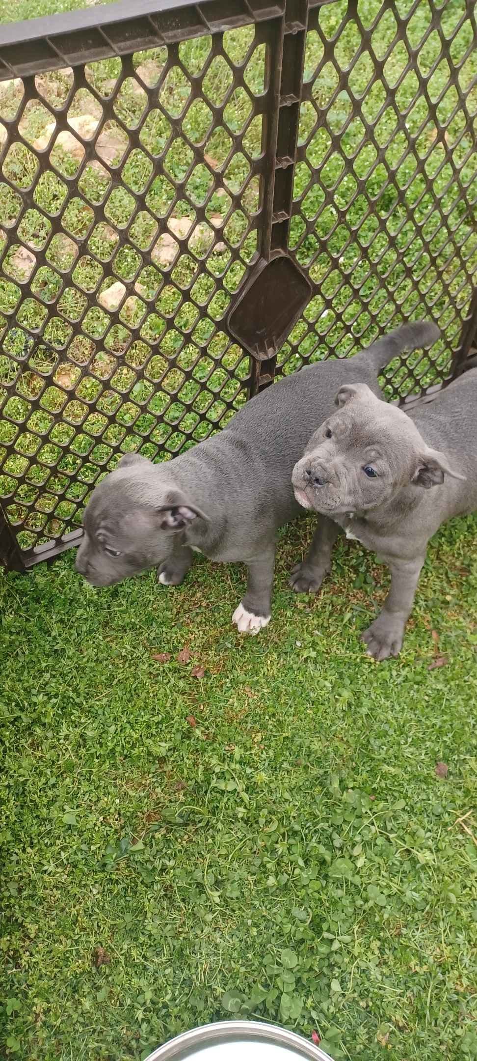 Top flight staffies breeder image 12