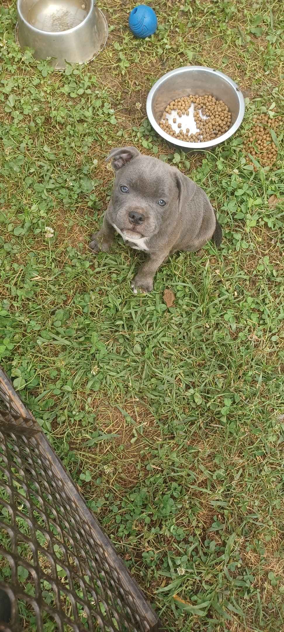 Top flight staffies breeder image 13