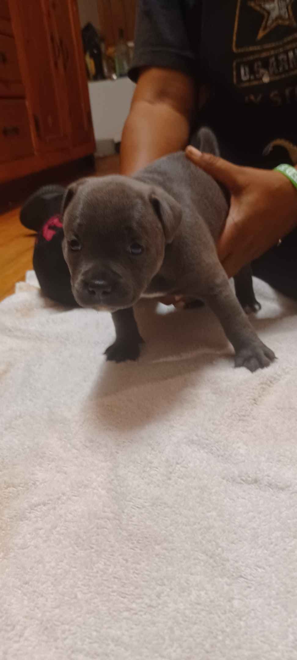 Top flight staffies breeder image 15