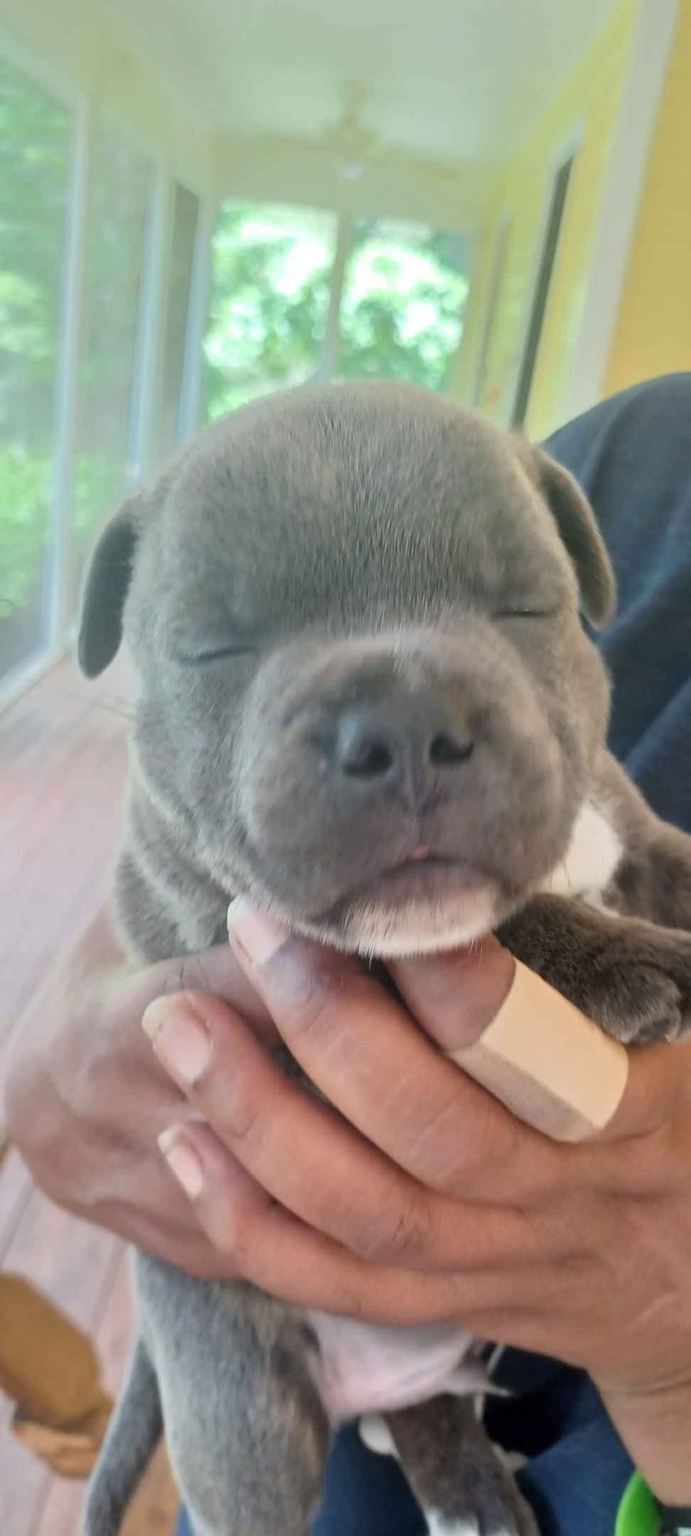 Top flight staffies breeder image 14