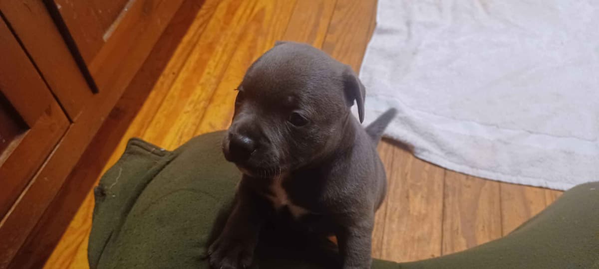 Top flight staffies breeder image 16