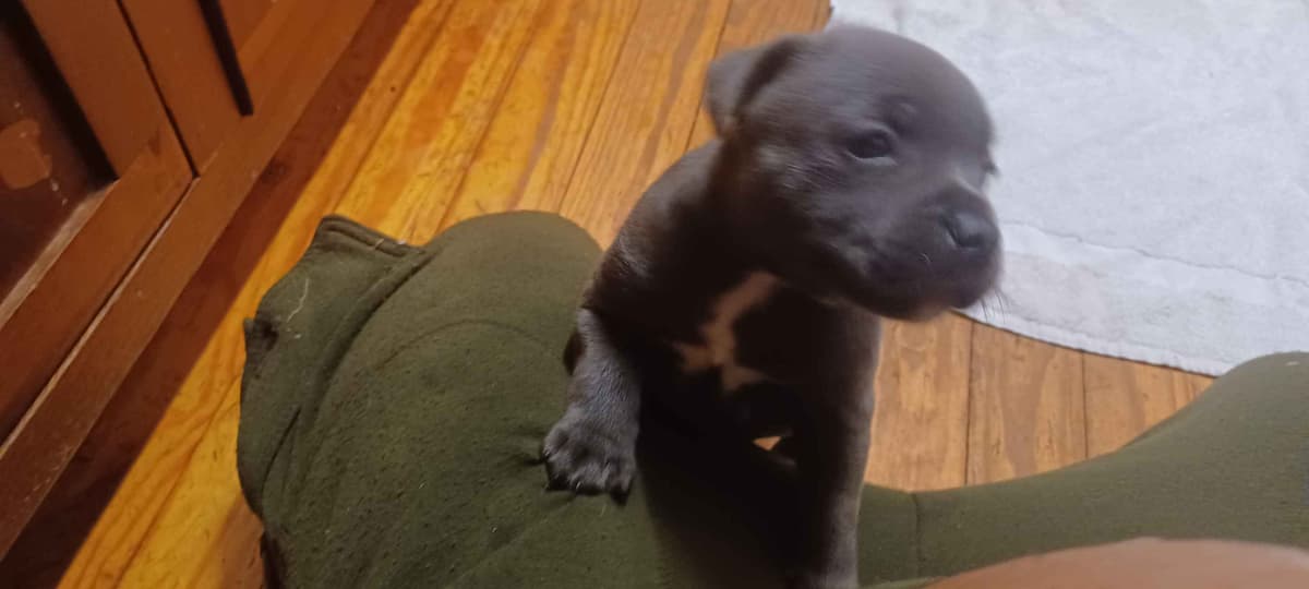 Top flight staffies breeder image 17