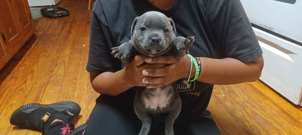 Top flight staffies breeder image 18
