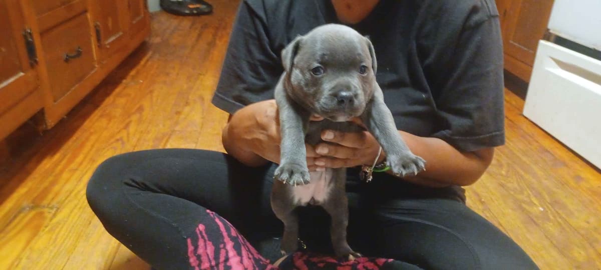 Top flight staffies breeder image 19