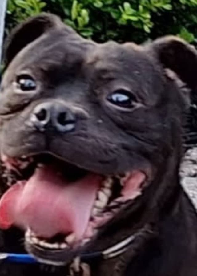Top flight staffies media 3