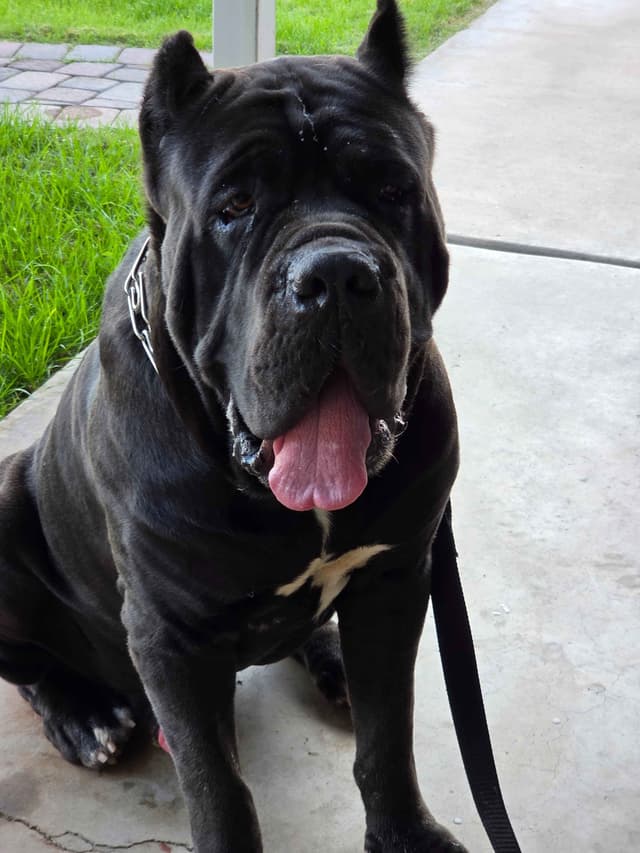 Cane Corso Puppies media 3