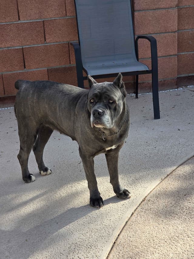 Cane Corso Puppies media 4