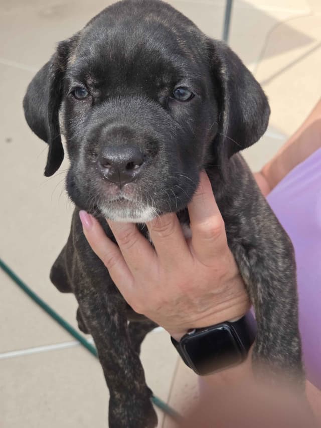 Cane Corso Puppies media 2